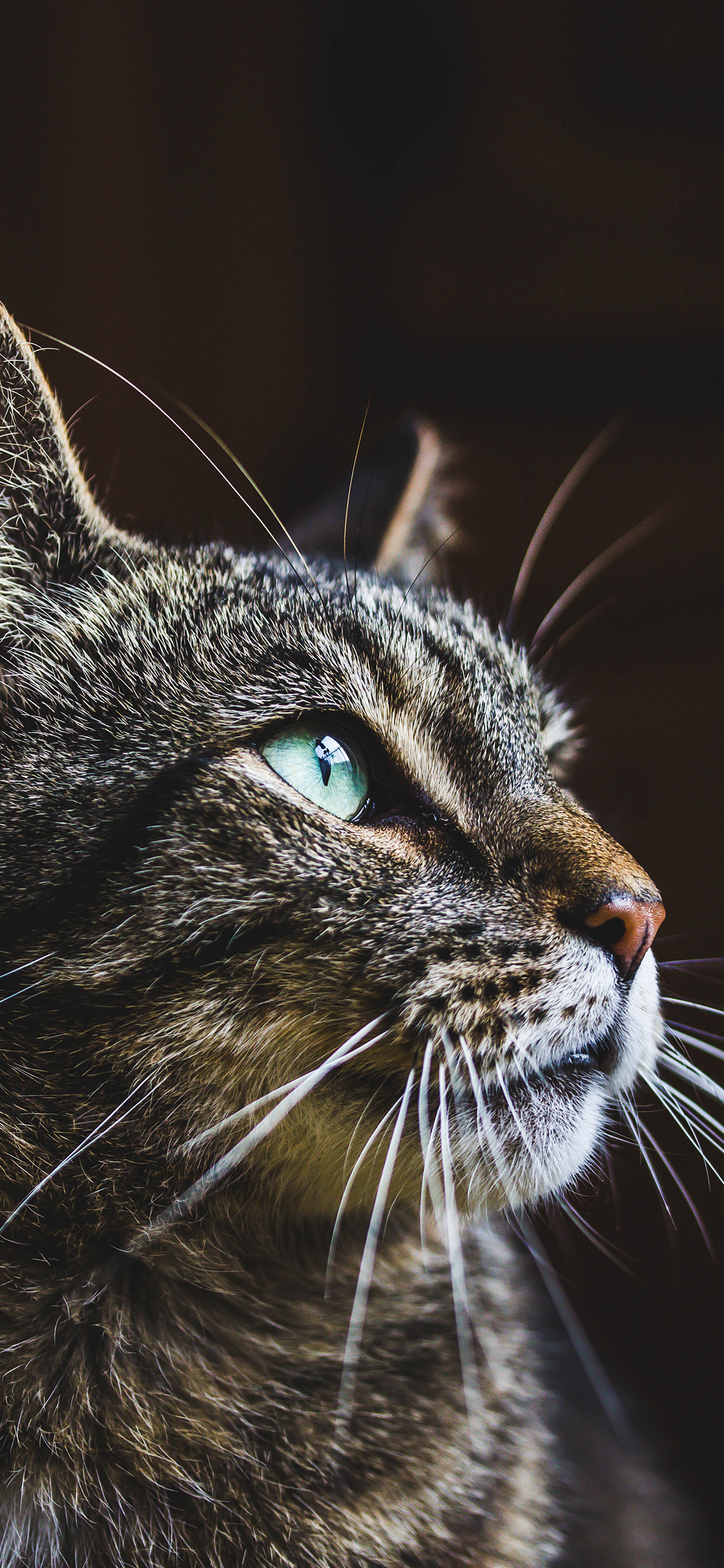 [2436×1125]猫咪 喵星人 可爱 宠物 萌 苹果手机壁纸图片