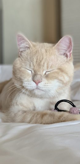 [2436x1125]猫咪 喵星人 可爱 床 眯眼 宠物 苹果手机壁纸图片