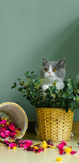 [2436x1125]猫咪 喵星人 可爱 花篮 竹篮 香花 苹果手机壁纸图片