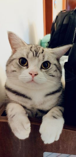 [2436x1125]猫咪 喵星人 可爱 萌 宠物 苹果手机壁纸图片