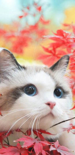 [2436x1125]猫咪 喵星人 可爱 萌 宠物 枫叶 苹果手机壁纸图片