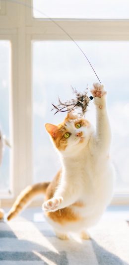 [2436x1125]猫咪 喵星人 可爱 逗猫棒 苹果手机壁纸图片