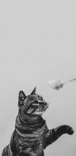 [2436x1125]猫咪 喵星人 可爱 黑白 苹果手机壁纸图片