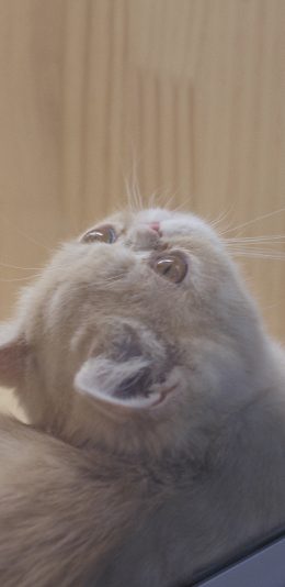 [2436x1125]猫咪 喵星人 宠物 仰头 可爱 苹果手机壁纸图片