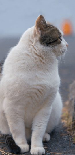 [2436x1125]猫咪 喵星人 宠物 可爱 苹果手机壁纸图片