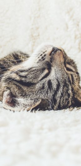 [2436x1125]猫咪 喵星人 宠物 可爱 慵懒 苹果手机壁纸图片