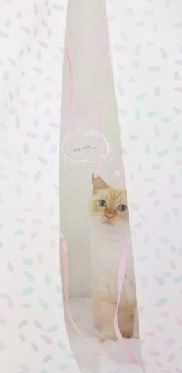 [2436x1125]猫咪 喵星人 宠物 可爱 萌 苹果手机壁纸图片