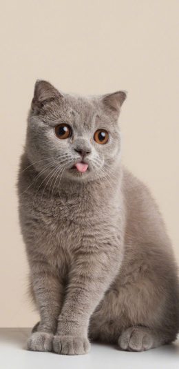 [2436x1125]猫咪 喵星人 宠物 可爱 萌 吐舌 苹果手机壁纸图片