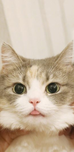 [2436x1125]猫咪 喵星人 宠物 可爱 萌 吐舌 捏脸 苹果手机壁纸图片
