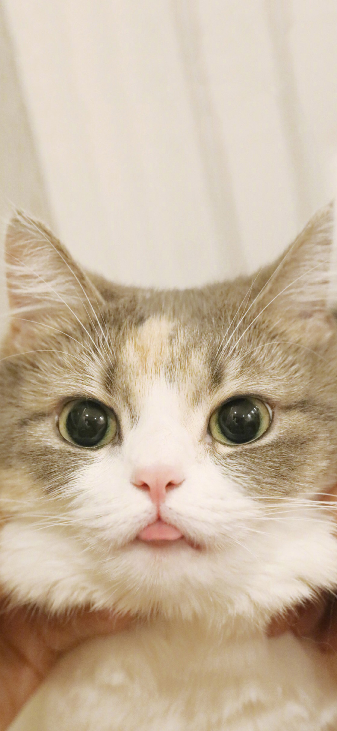 [2436×1125]猫咪 喵星人 宠物 可爱 萌 吐舌 捏脸 苹果手机壁纸图片