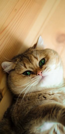 [2436x1125]猫咪 喵星人 宠物 可爱 萌 慵懒 苹果手机壁纸图片