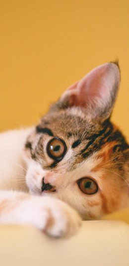 [2436x1125]猫咪 喵星人 宠物 可爱 萌 黄色 苹果手机壁纸图片