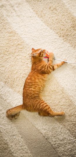 [2436x1125]猫咪 喵星人 宠物 地毯 萌 苹果手机壁纸图片