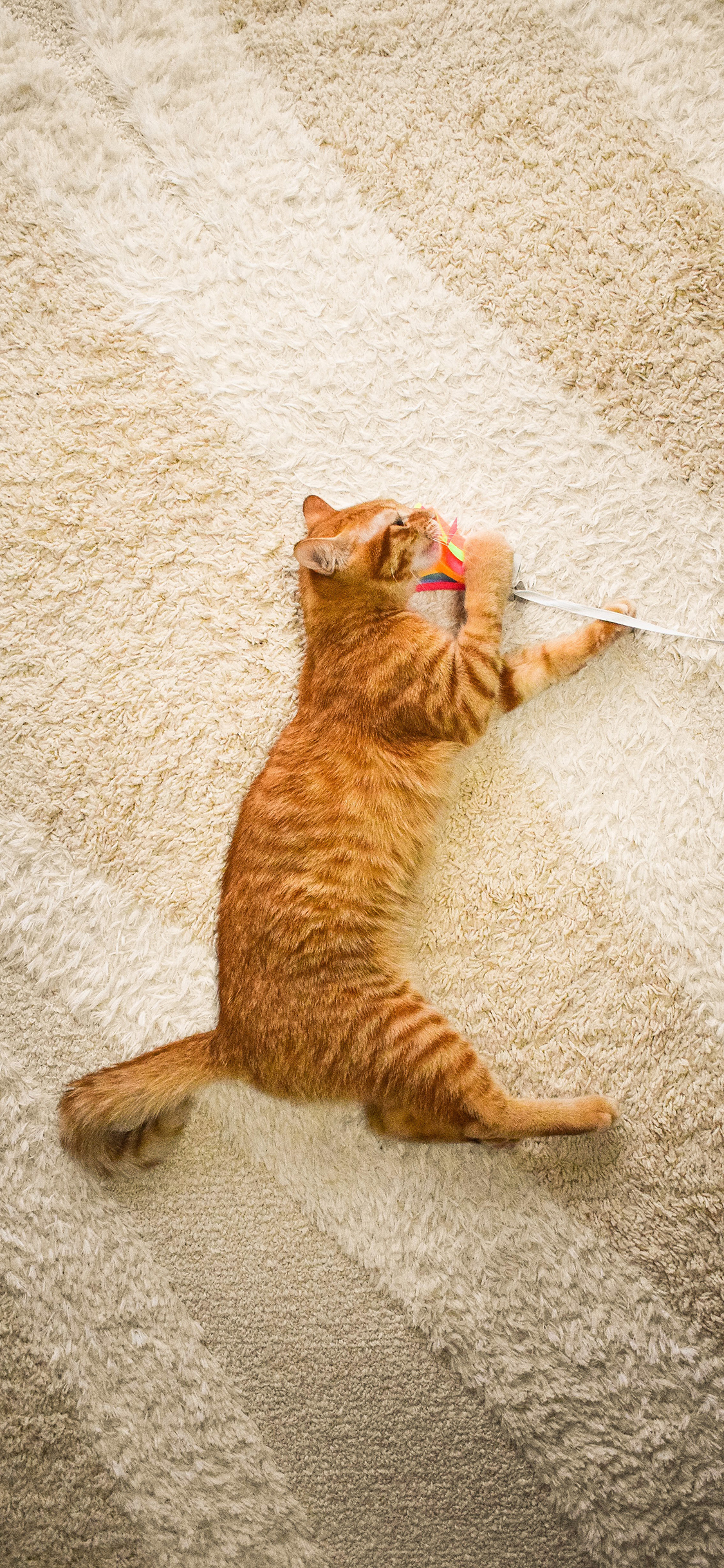 [2436×1125]猫咪 喵星人 宠物 地毯 萌 苹果手机壁纸图片