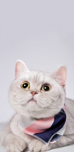 [2436x1125]猫咪 喵星人 宠物 大眼睛 可爱 苹果手机壁纸图片
