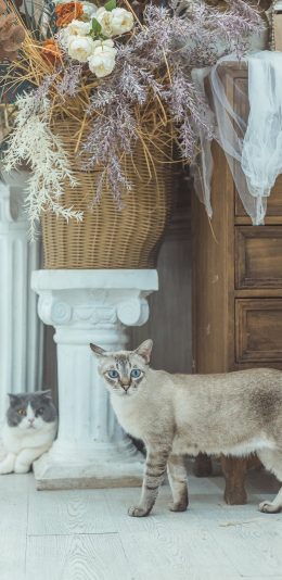 [2436x1125]猫咪 喵星人 宠物 干花 苹果手机壁纸图片