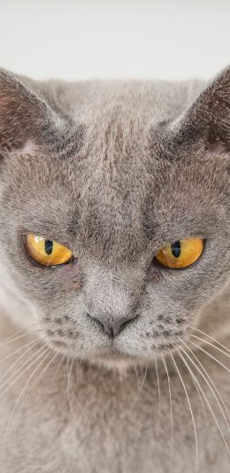 [2436x1125]猫咪 喵星人 宠物 愤怒 苹果手机壁纸图片