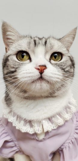 [2436x1125]猫咪 喵星人 宠物 服饰 可爱 萌 苹果手机壁纸图片