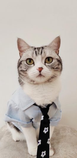 [2436x1125]猫咪 喵星人 宠物 服饰 领带 可爱 苹果手机壁纸图片