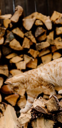 [2436x1125]猫咪 喵星人 宠物 木头 苹果手机壁纸图片