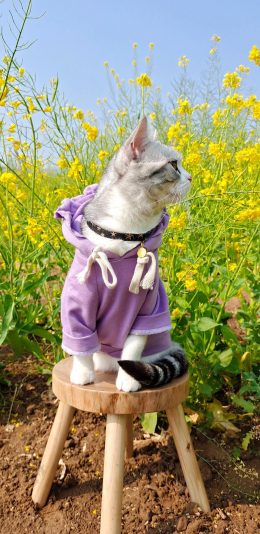 [2436x1125]猫咪 喵星人 宠物 油菜花 田地 苹果手机壁纸图片