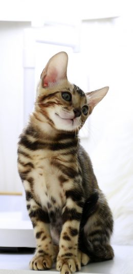 [2436x1125]猫咪 喵星人 宠物 灯光 可爱 苹果手机壁纸图片