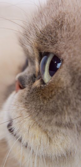 [2436x1125]猫咪 喵星人 宠物 特写 眼睛 可爱 苹果手机壁纸图片