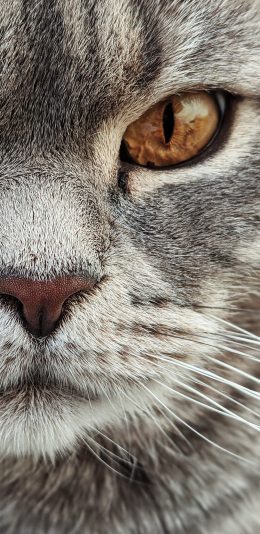 [2436x1125]猫咪 喵星人 宠物 特写 眼神 苹果手机壁纸图片