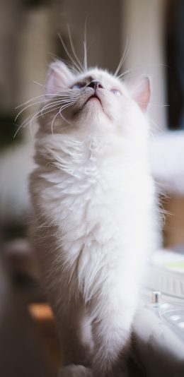 [2436x1125]猫咪 喵星人 宠物 白猫 苹果手机壁纸图片