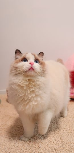 [2436x1125]猫咪 喵星人 宠物 白猫 可爱 苹果手机壁纸图片