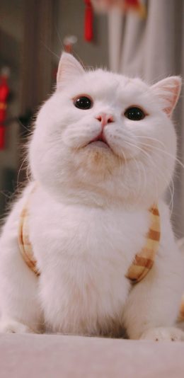 [2436x1125]猫咪 喵星人 宠物 白猫 萌 可爱 苹果手机壁纸图片