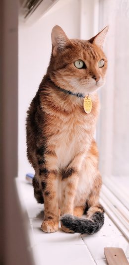 [2436x1125]猫咪 喵星人 宠物 窗边 可爱 苹果手机壁纸图片