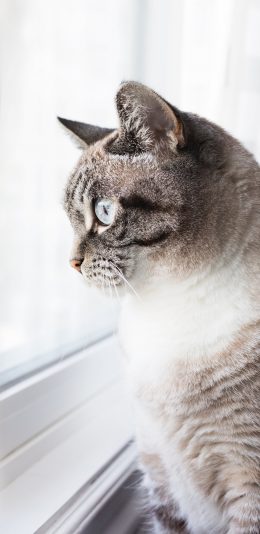 [2436x1125]猫咪 喵星人 宠物 窗边 可爱 萌 苹果手机壁纸图片