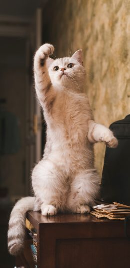 [2436x1125]猫咪 喵星人 宠物 站立（取自站酷网：克查） 苹果手机壁纸图片