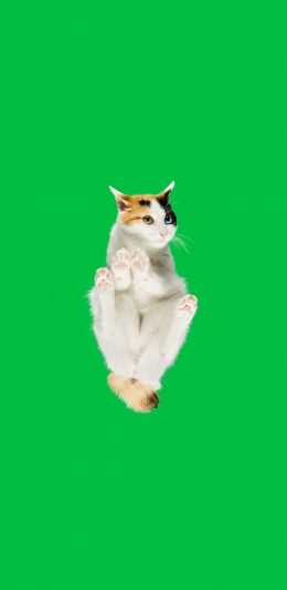 [2436x1125]猫咪 喵星人 宠物 绿色 仰视 苹果手机壁纸图片