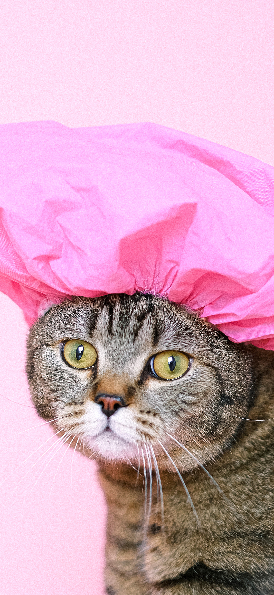 [2436×1125]猫咪 喵星人 宠物 羽毛 可爱 粉色 苹果手机壁纸图片