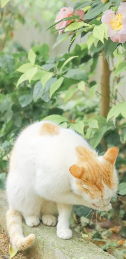 [2436x1125]猫咪 喵星人 宠物 花丛 鲜花 苹果手机壁纸图片