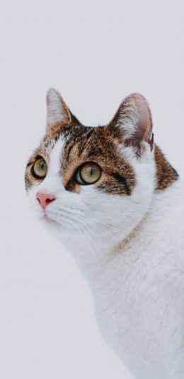 [2436x1125]猫咪 喵星人 宠物 萌 苹果手机壁纸图片