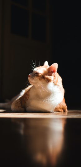 [2436x1125]猫咪 喵星人 宠物 萌 光 苹果手机壁纸图片