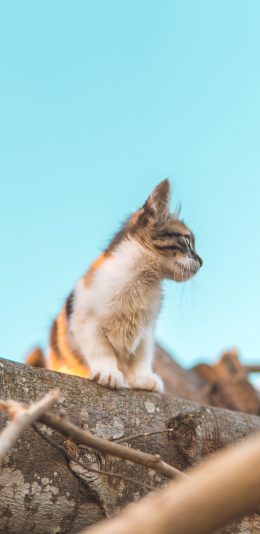 [2436x1125]猫咪 喵星人 宠物 萌 可爱 苹果手机壁纸图片