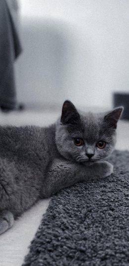 [2436x1125]猫咪 喵星人 宠物 萌 可爱 灰色 苹果手机壁纸图片