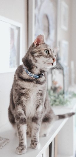 [2436x1125]猫咪 喵星人 宠物 萌 柜子 苹果手机壁纸图片