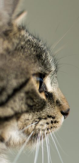 [2436x1125]猫咪 喵星人 宠物 萌 特写 苹果手机壁纸图片