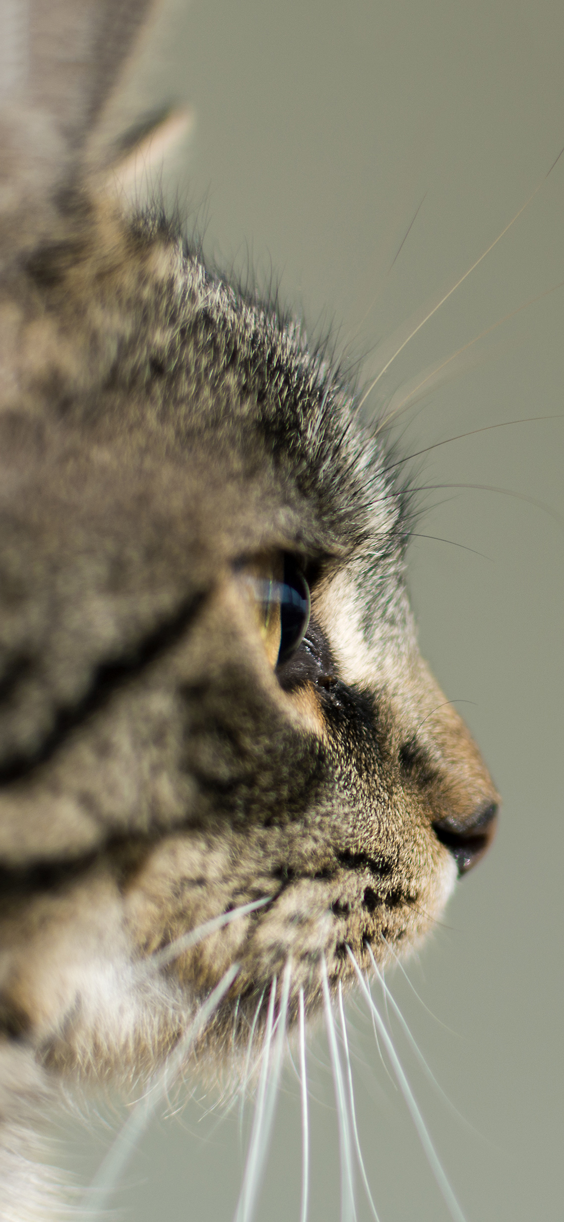 [2436×1125]猫咪 喵星人 宠物 萌 特写 苹果手机壁纸图片