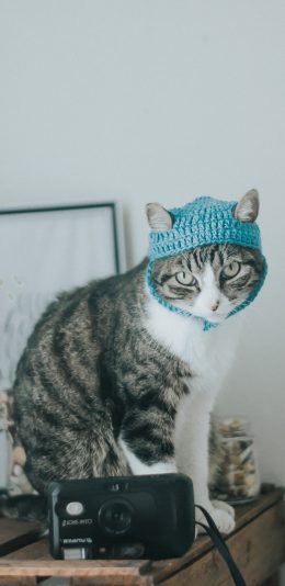 [2436x1125]猫咪 喵星人 宠物 萌 相机 苹果手机壁纸图片