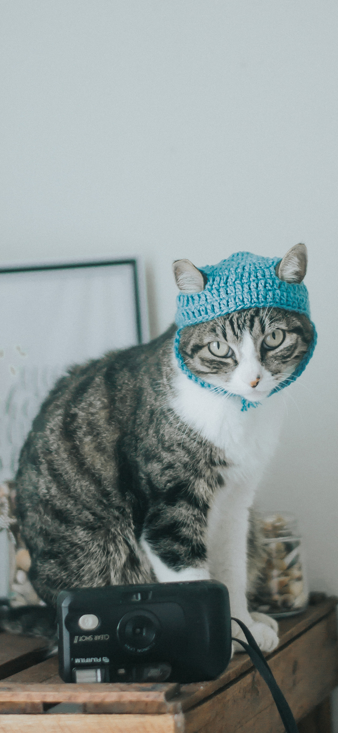 [2436×1125]猫咪 喵星人 宠物 萌 相机 苹果手机壁纸图片