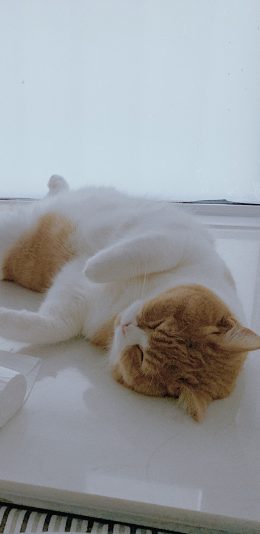 [2436x1125]猫咪 喵星人 宠物 萌 躺下 苹果手机壁纸图片