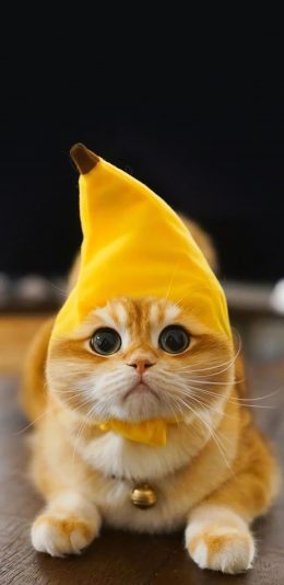 [2436x1125]猫咪 喵星人 宠物 萌 香蕉帽子 可爱 苹果手机壁纸图片