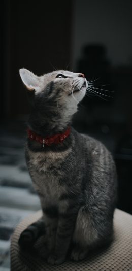 [2436x1125]猫咪 喵星人 宠物 萌 黑暗 苹果手机壁纸图片