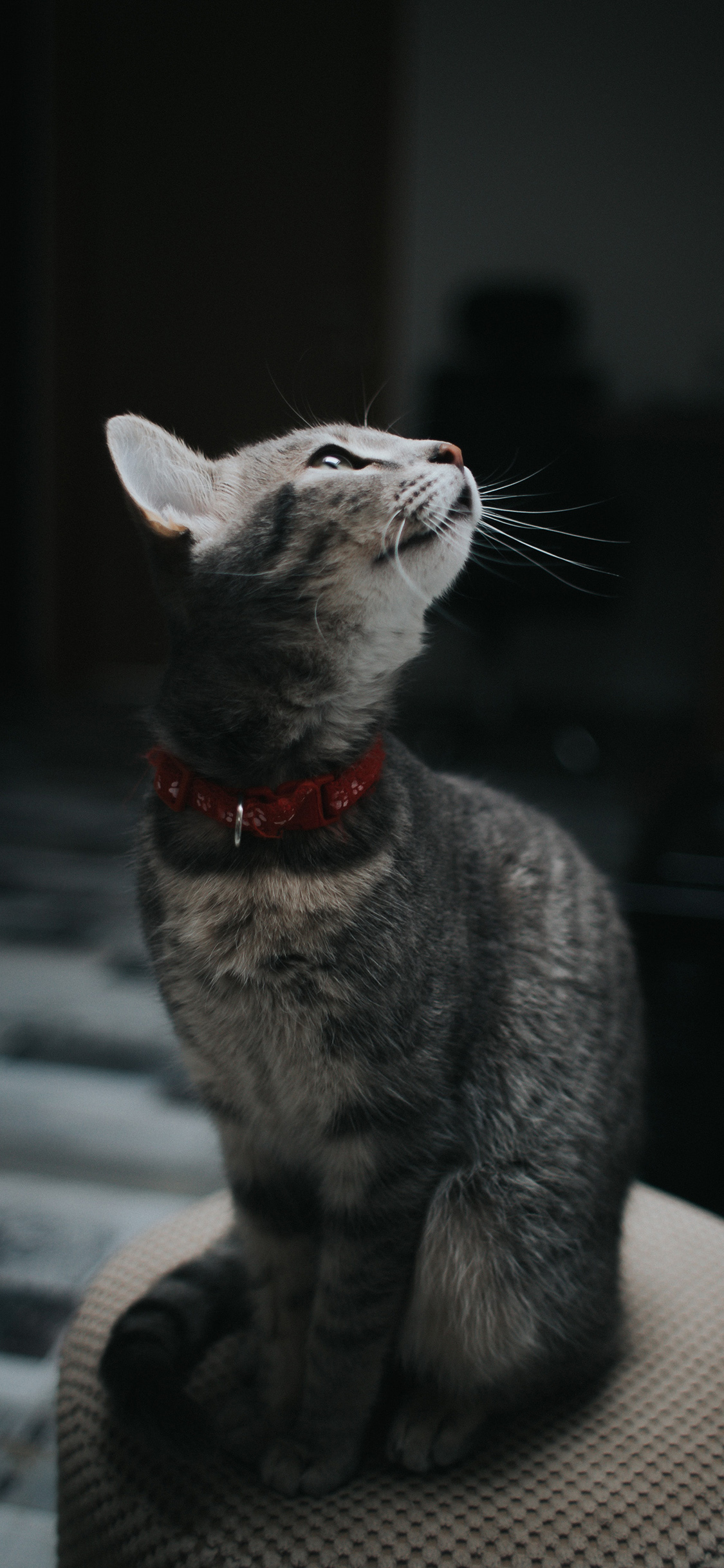 [2436×1125]猫咪 喵星人 宠物 萌 黑暗 苹果手机壁纸图片